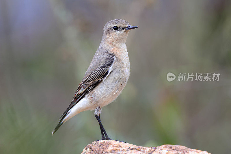 画眉鸟:成年北方麦穗或麦穗(Oenanthe Oenanthe)。